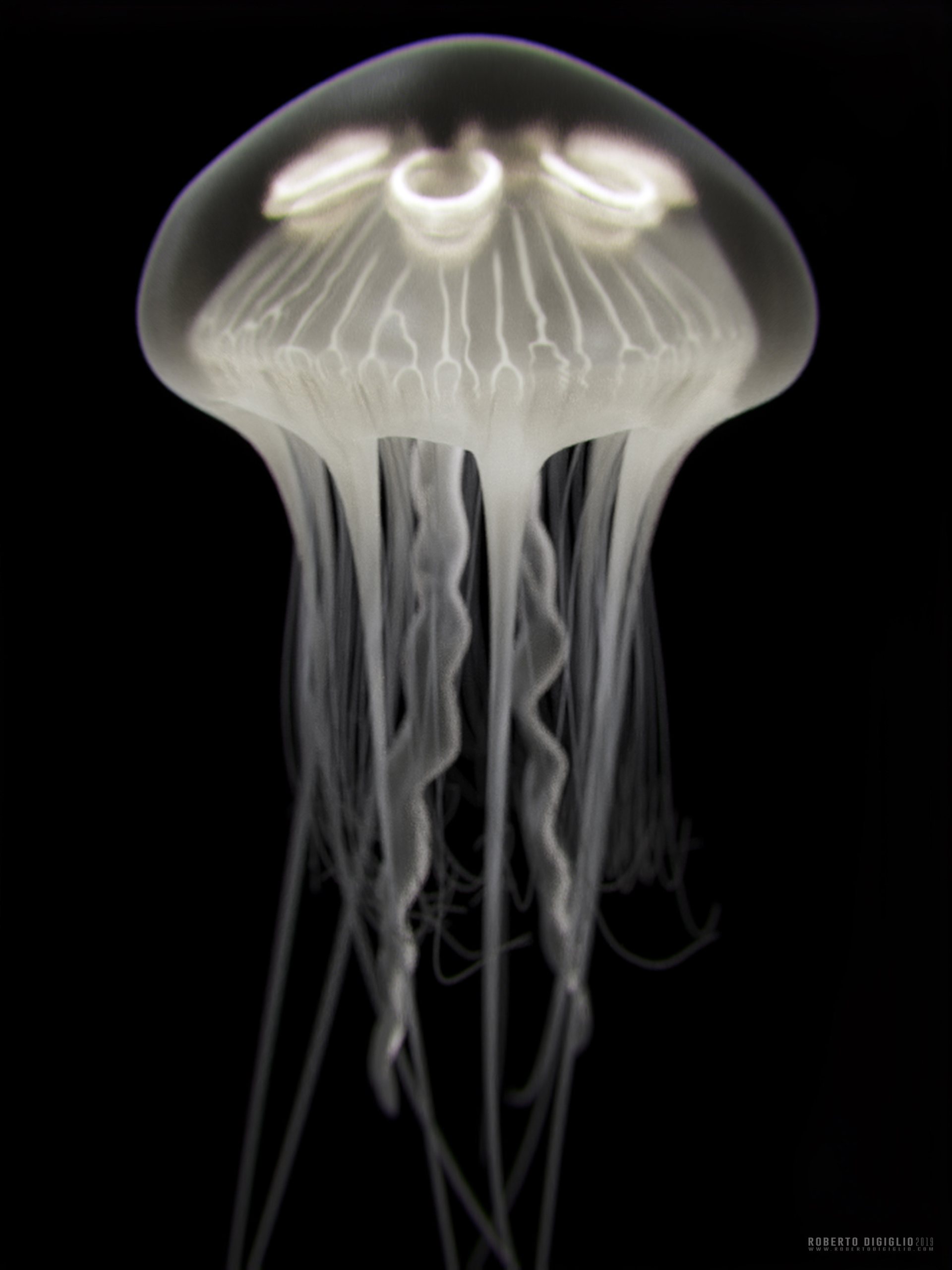 Ghost of the Sea — an invented bioluminescent jellyfish, creature design by Roberto Digiglio