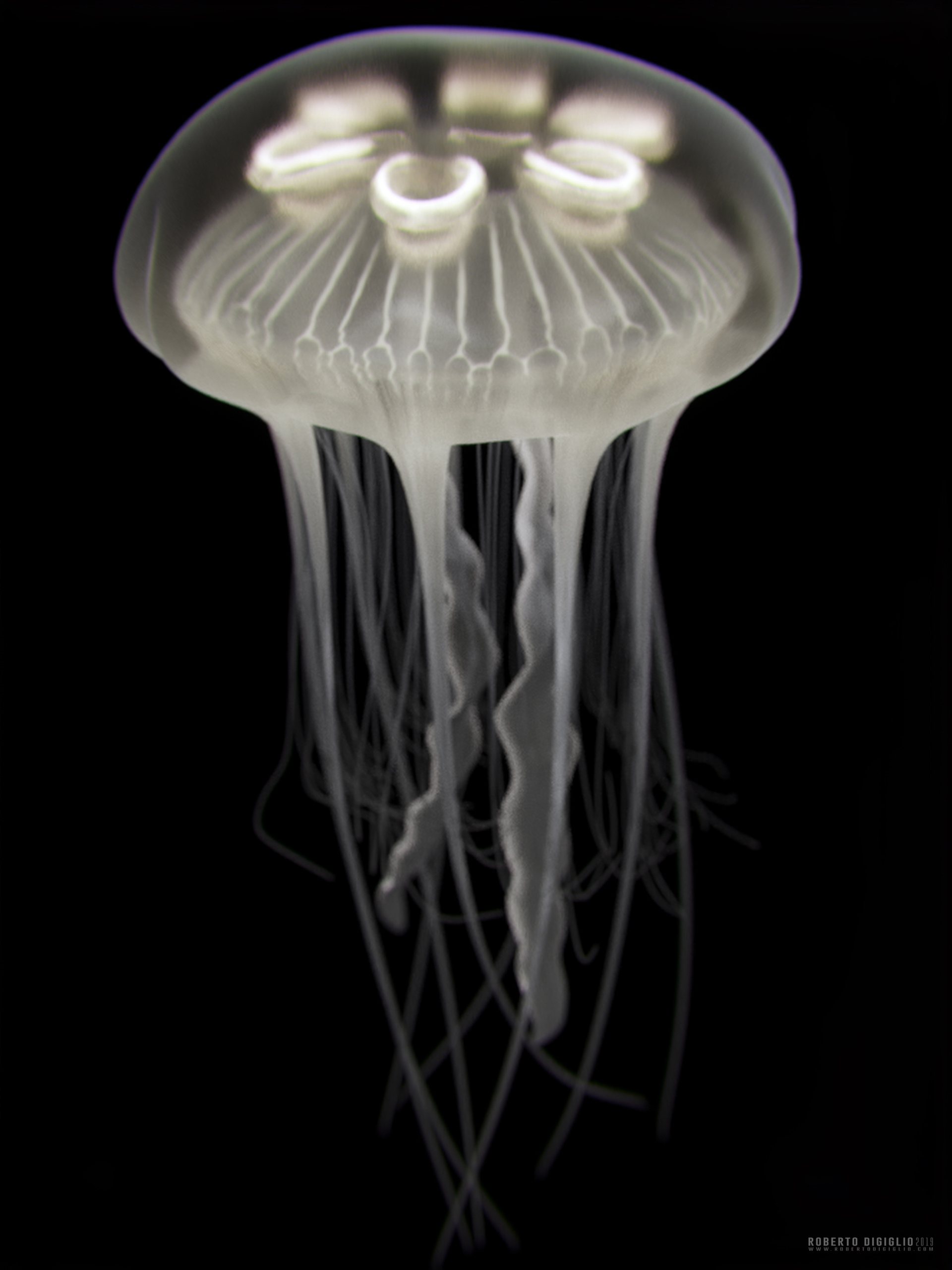 Ghost of the Sea — image 3: an invented bioluminescent jellyfish, creature design by Roberto Digiglio