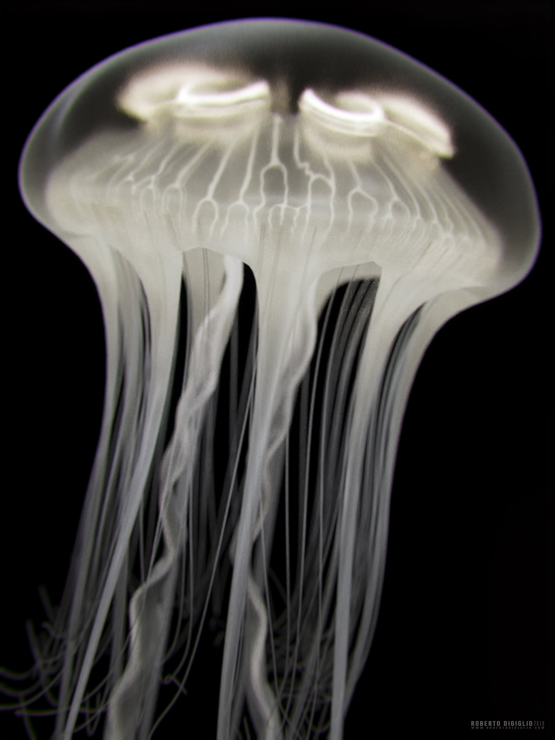Ghost of the Sea — image 4: an invented bioluminescent jellyfish, creature design by Roberto Digiglio