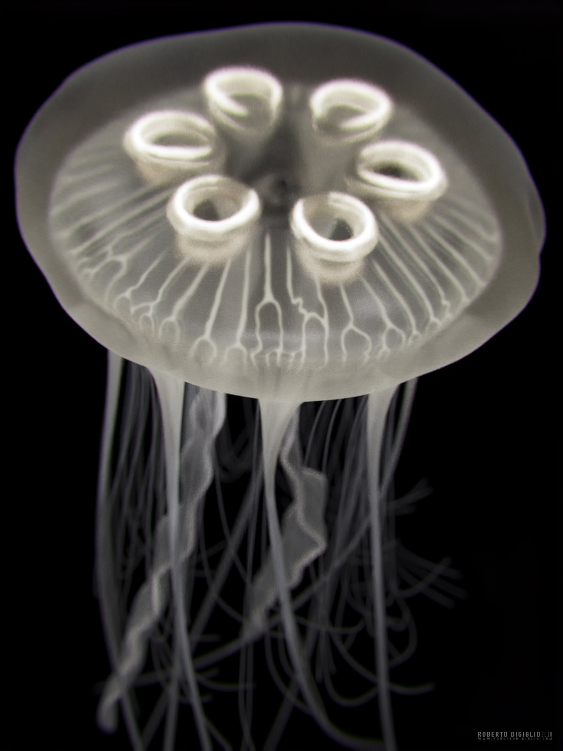 Ghost of the Sea — image 5: an invented bioluminescent jellyfish, creature design by Roberto Digiglio