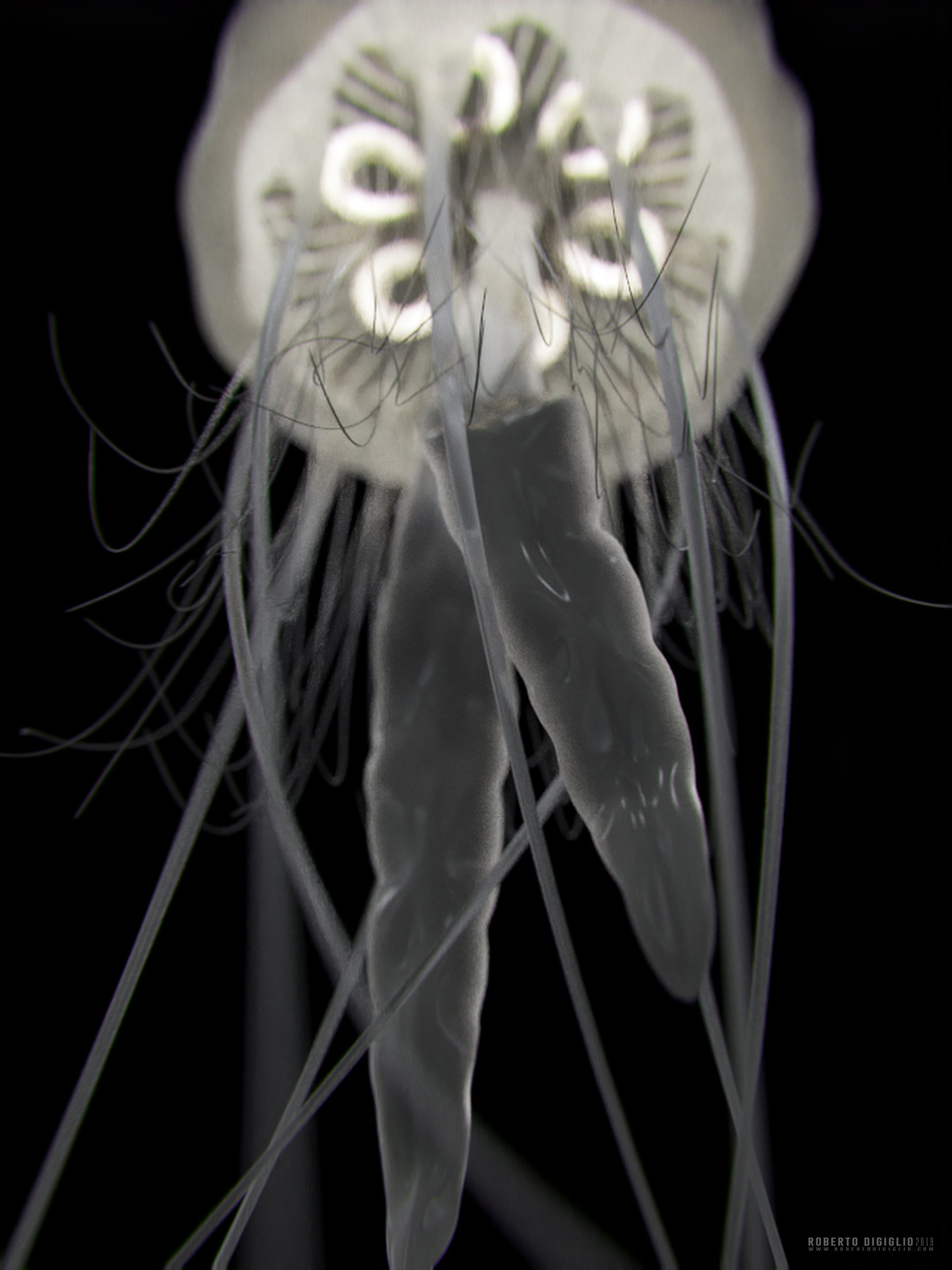 Ghost of the Sea — image 6: an invented bioluminescent jellyfish, creature design by Roberto Digiglio