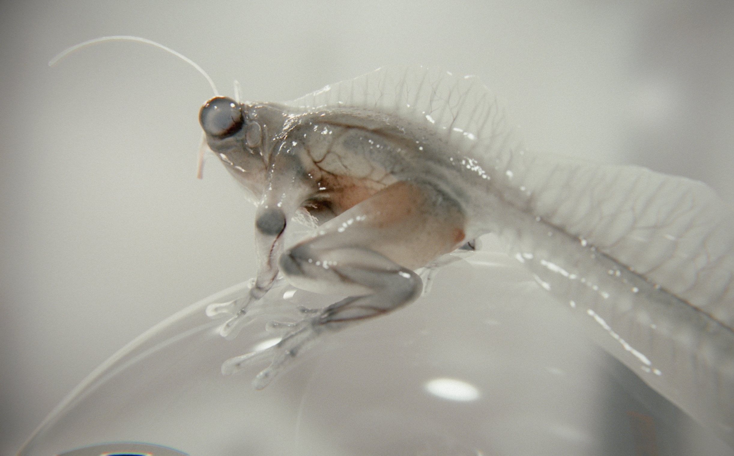 Triturus Profundis — a transparent-skinned cross between a frog and a newt, creature design by Roberto Digiglio