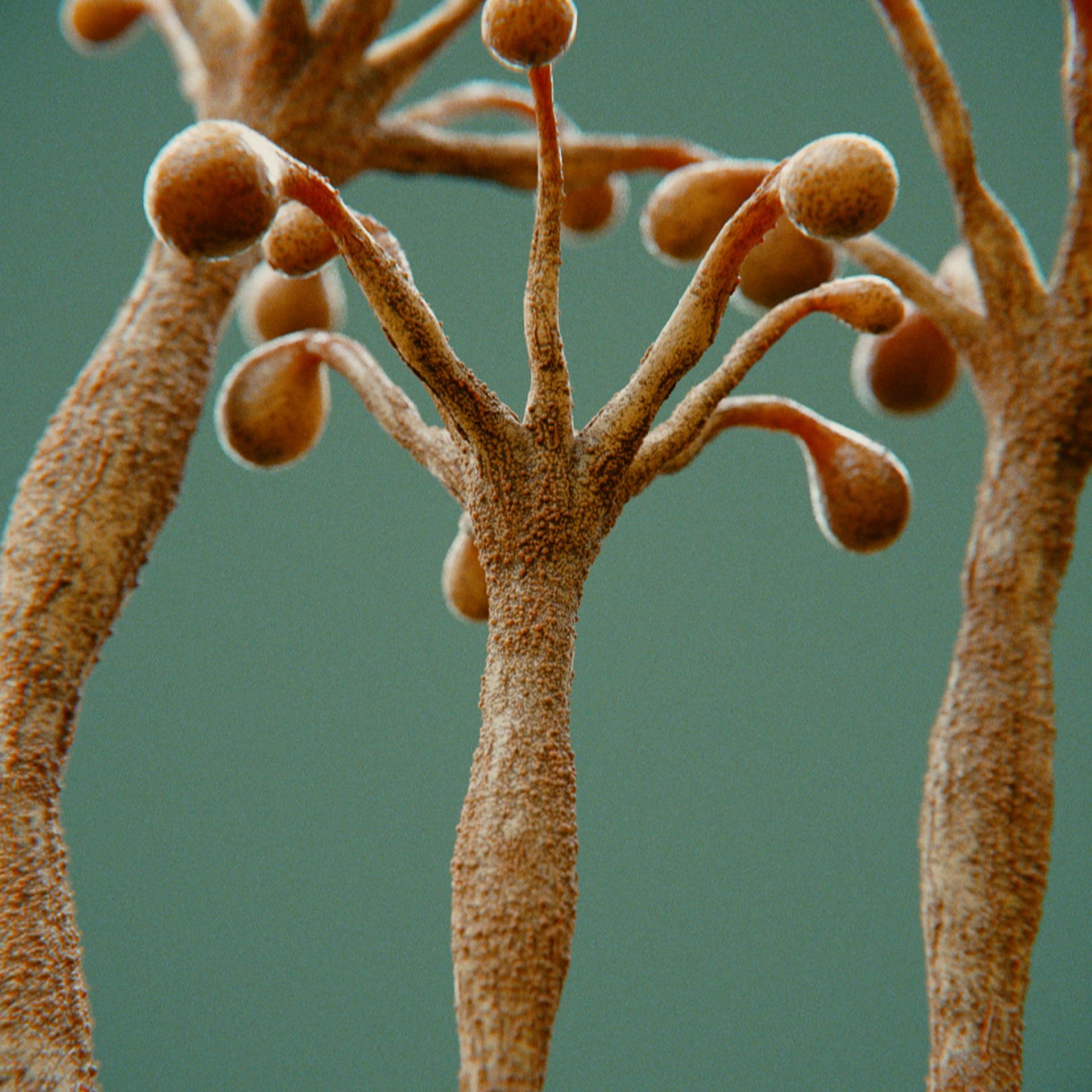 SYMBIOSIS — Flora — tree 1, variation 2: the world of the SYMBIOSIS VR performance: creatures, characters and flora, character design by Roberto Digiglio
