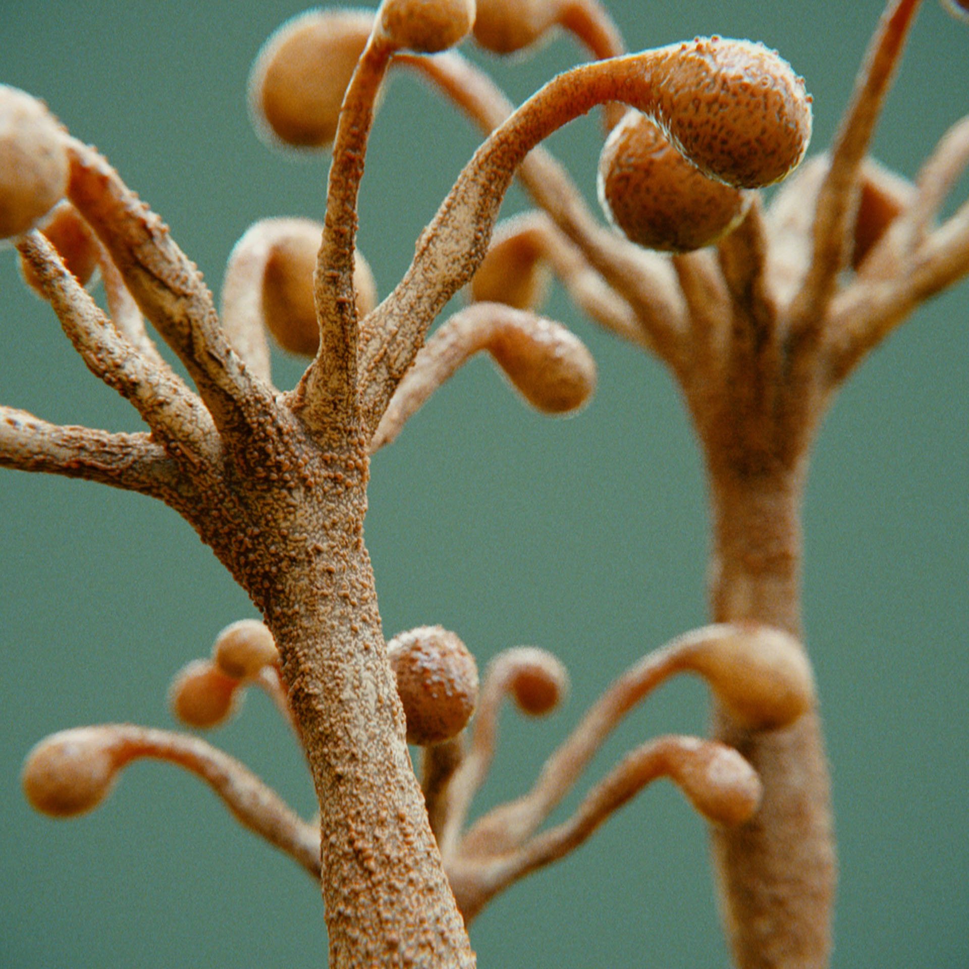 SYMBIOSIS — Flora — tree 1, variation 3: the world of the SYMBIOSIS VR performance: creatures, characters and flora, character design by Roberto Digiglio