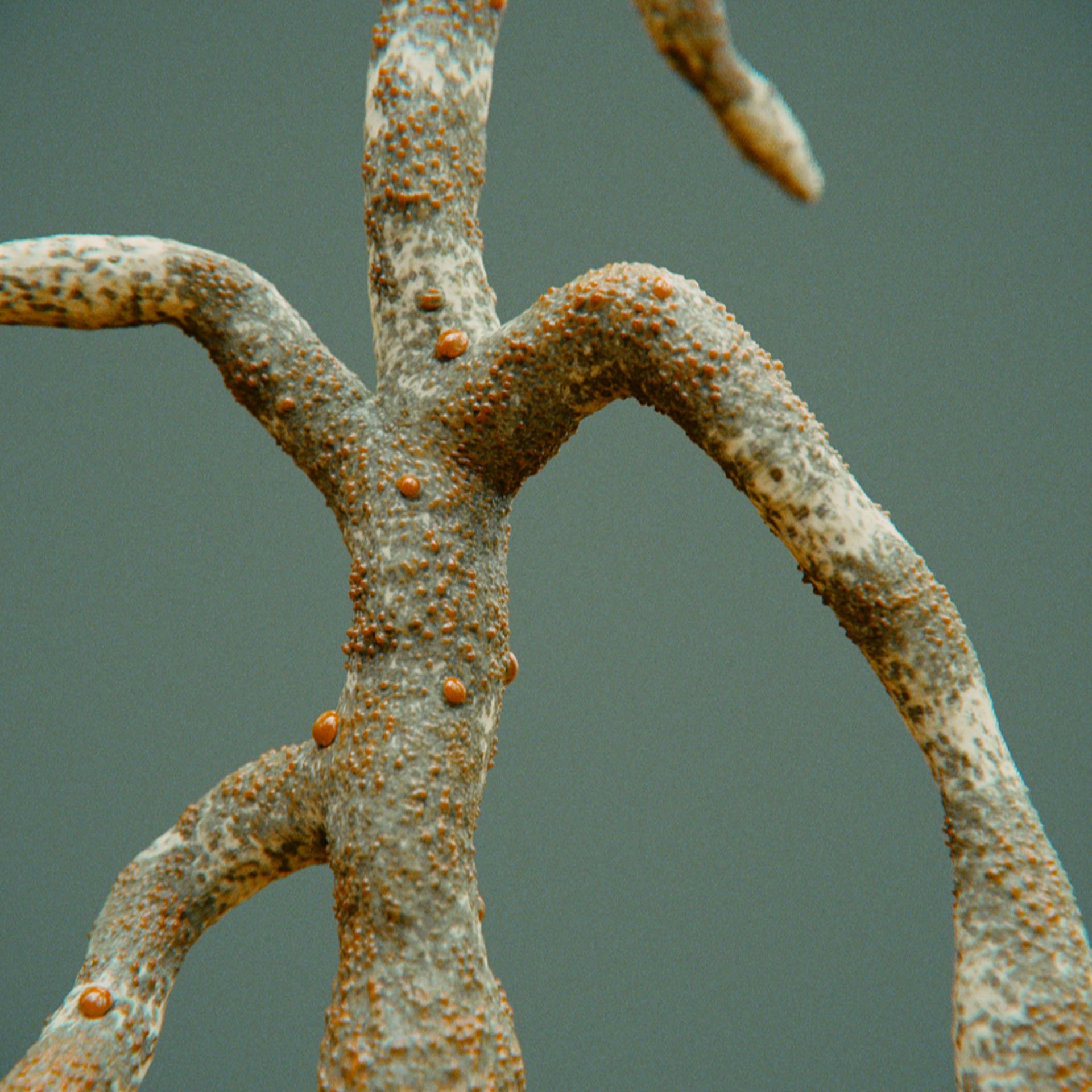 SYMBIOSIS — Flora — tree 2, variation 1: the world of the SYMBIOSIS VR performance: creatures, characters and flora, character design by Roberto Digiglio