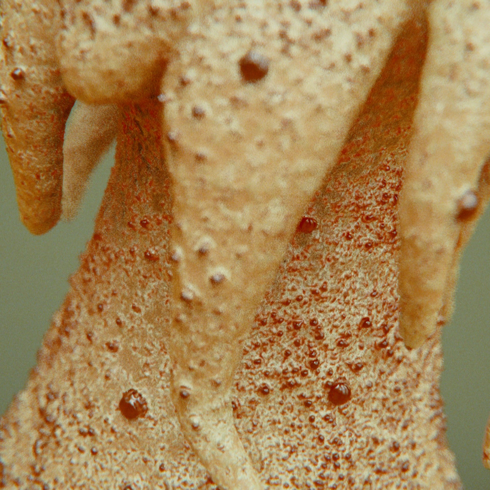 SYMBIOSIS — Flora — tree 3, variation 2: the world of the SYMBIOSIS VR performance: creatures, characters and flora, character design by Roberto Digiglio
