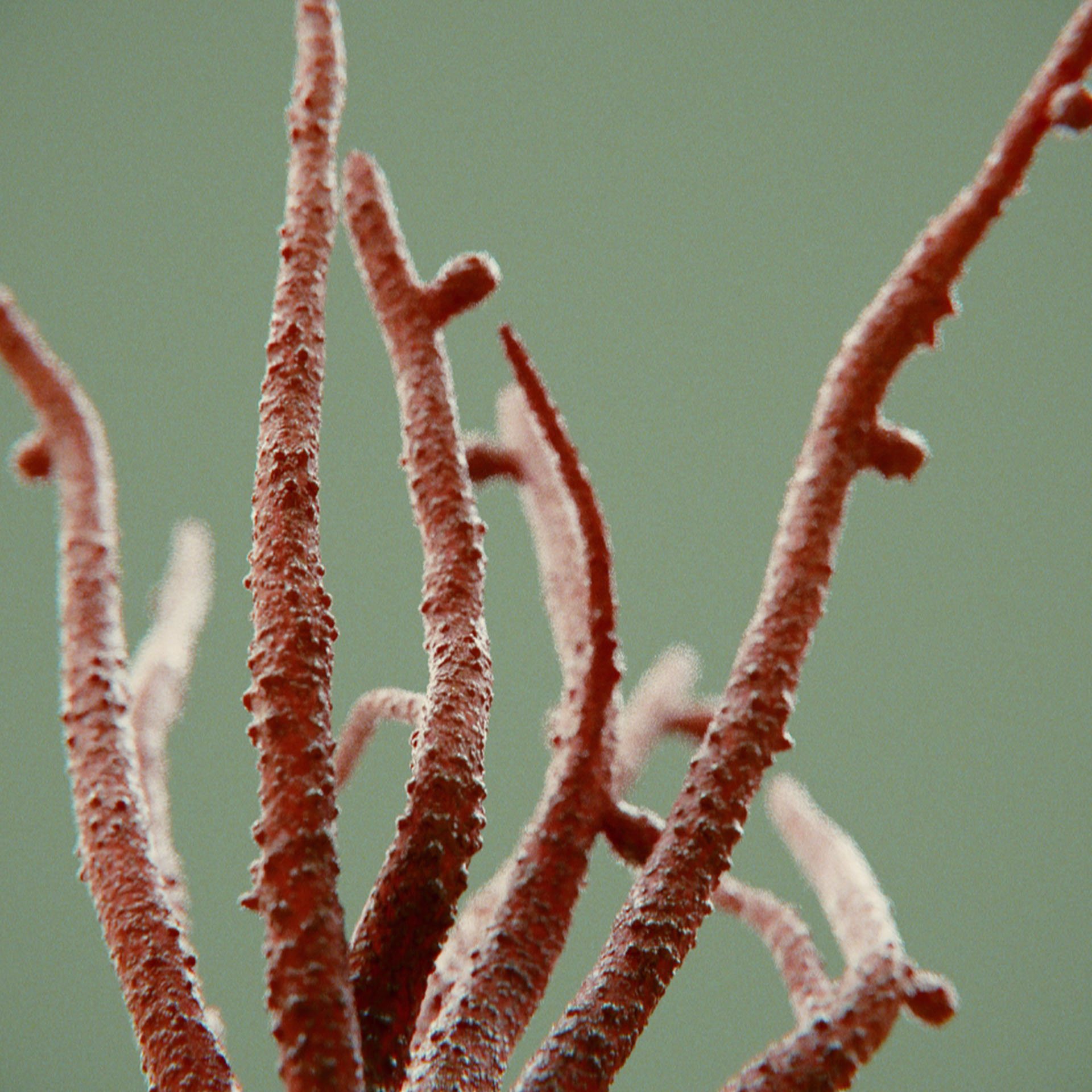 SYMBIOSIS — Flora — shrub 2, variation 2: the world of the SYMBIOSIS VR performance: creatures, characters and flora, character design by Roberto Digiglio