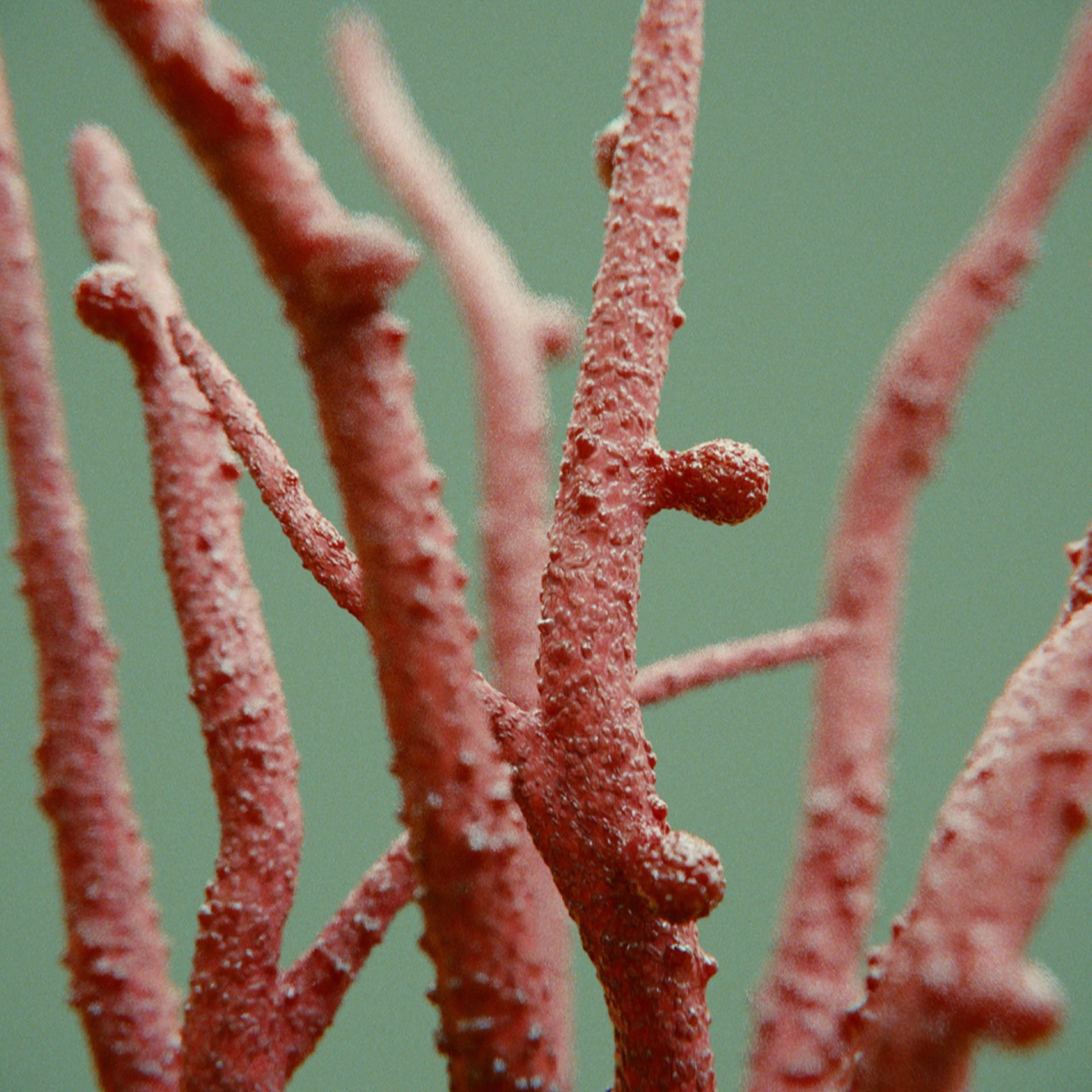 SYMBIOSIS — Flora — shrub 2, variation 3: the world of the SYMBIOSIS VR performance: creatures, characters and flora, character design by Roberto Digiglio