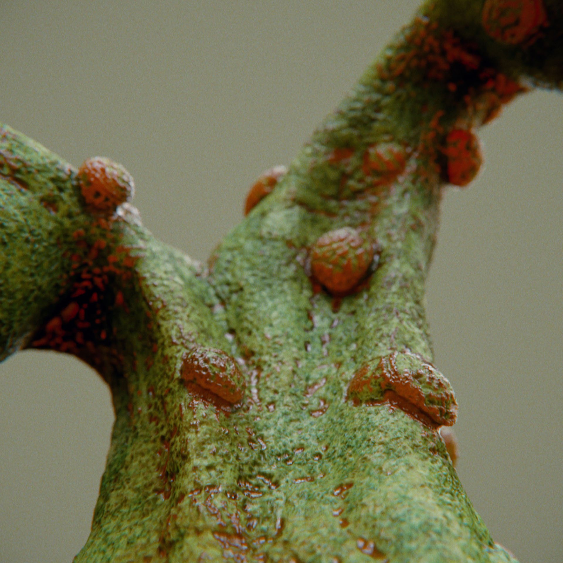 SYMBIOSIS — Flora — shrub 3, variation 2: the world of the SYMBIOSIS VR performance: creatures, characters and flora, character design by Roberto Digiglio