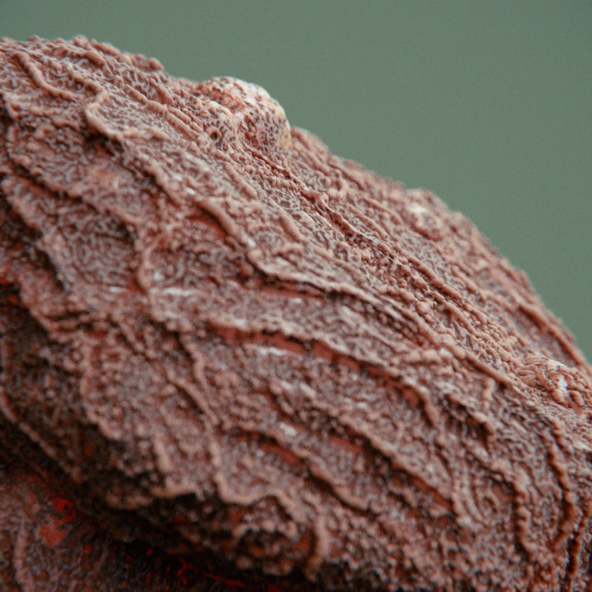 SYMBIOSIS — Flora — rock 1, variation 1: the world of the SYMBIOSIS VR performance: creatures, characters and flora, character design by Roberto Digiglio