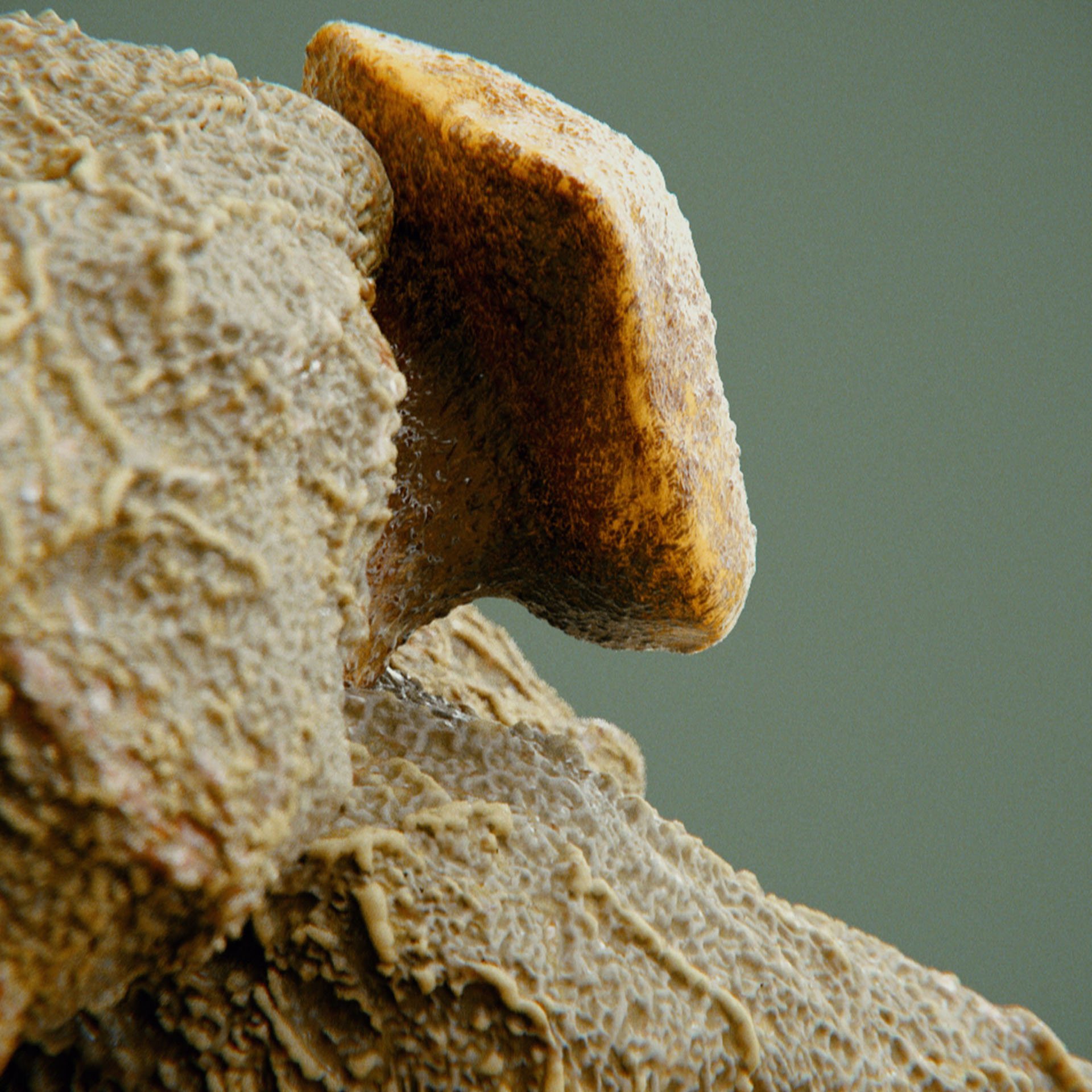SYMBIOSIS — Flora — rock 2, variation 3: the world of the SYMBIOSIS VR performance: creatures, characters and flora, character design by Roberto Digiglio