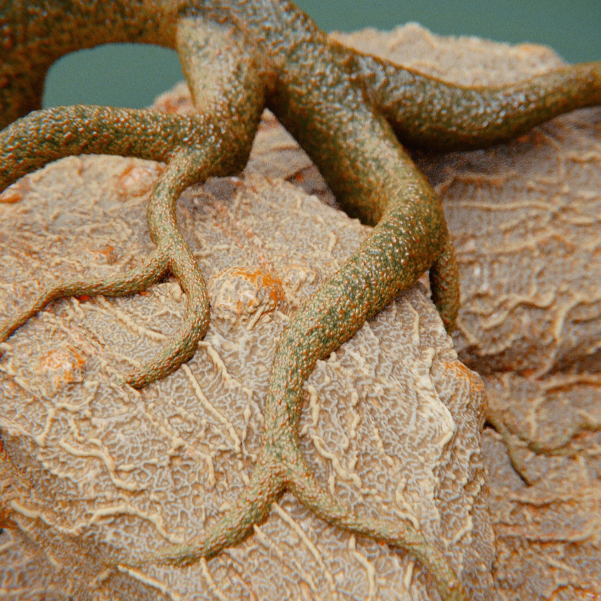 SYMBIOSIS — Flora — rock 3, variation 2: the world of the SYMBIOSIS VR performance: creatures, characters and flora, character design by Roberto Digiglio