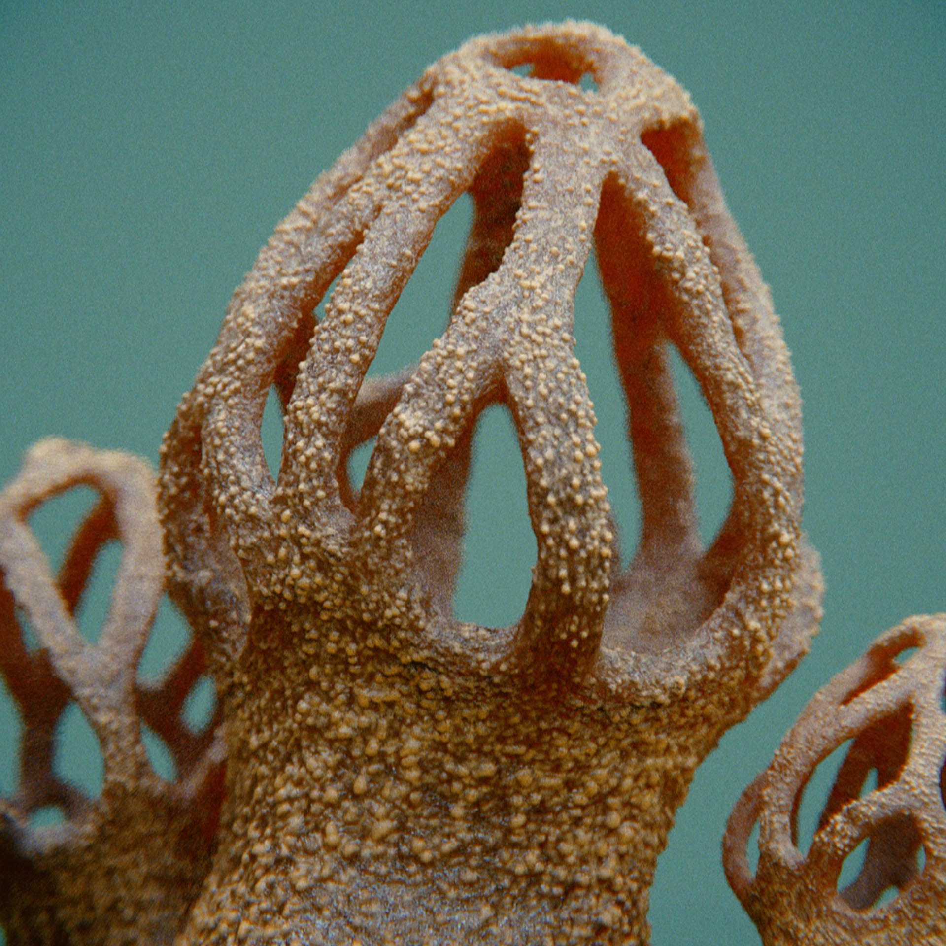 SYMBIOSIS — Flora — mushroom 2, variation 1: the world of the SYMBIOSIS VR performance: creatures, characters and flora, character design by Roberto Digiglio