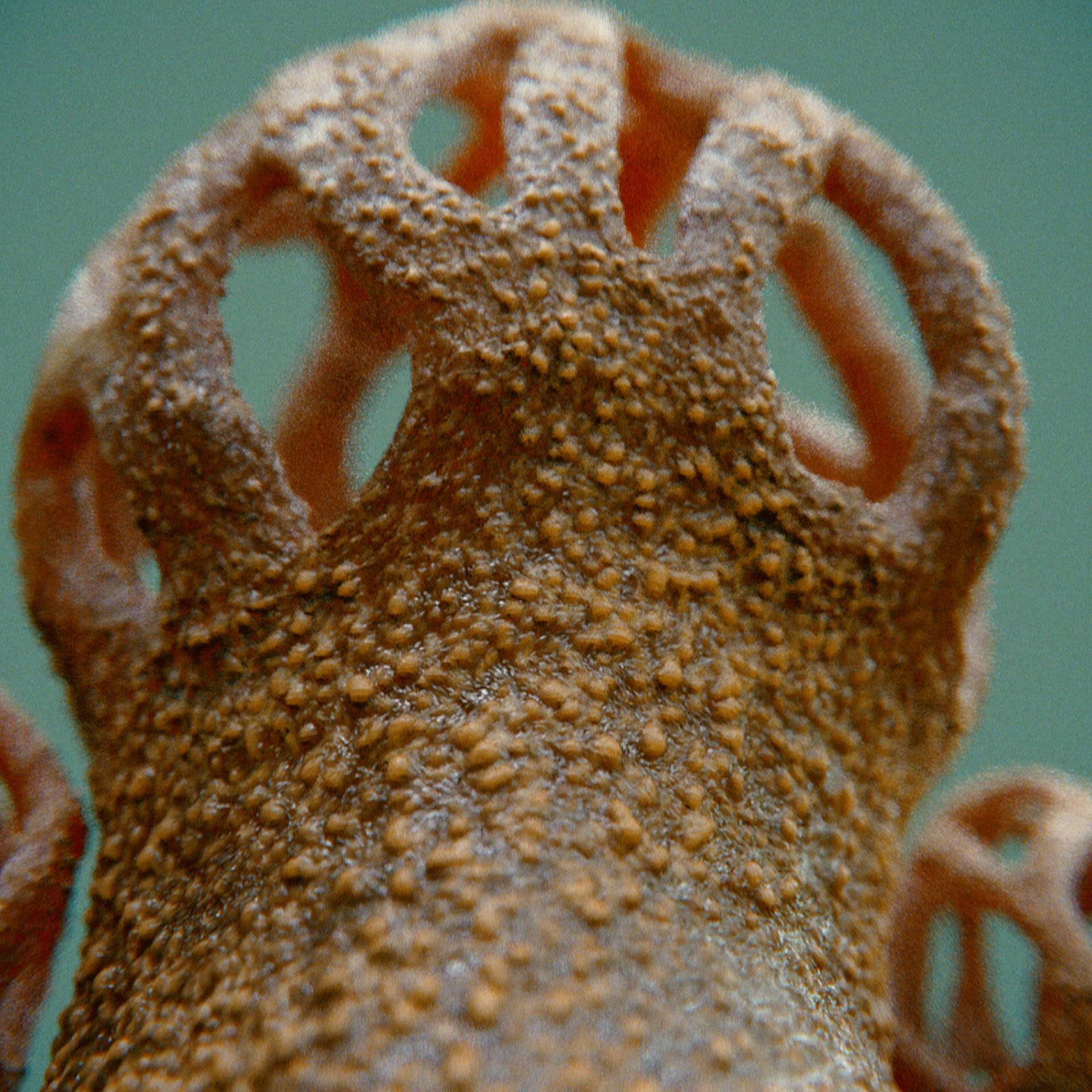 SYMBIOSIS — Flora — mushroom 2, variation 3: the world of the SYMBIOSIS VR performance: creatures, characters and flora, character design by Roberto Digiglio