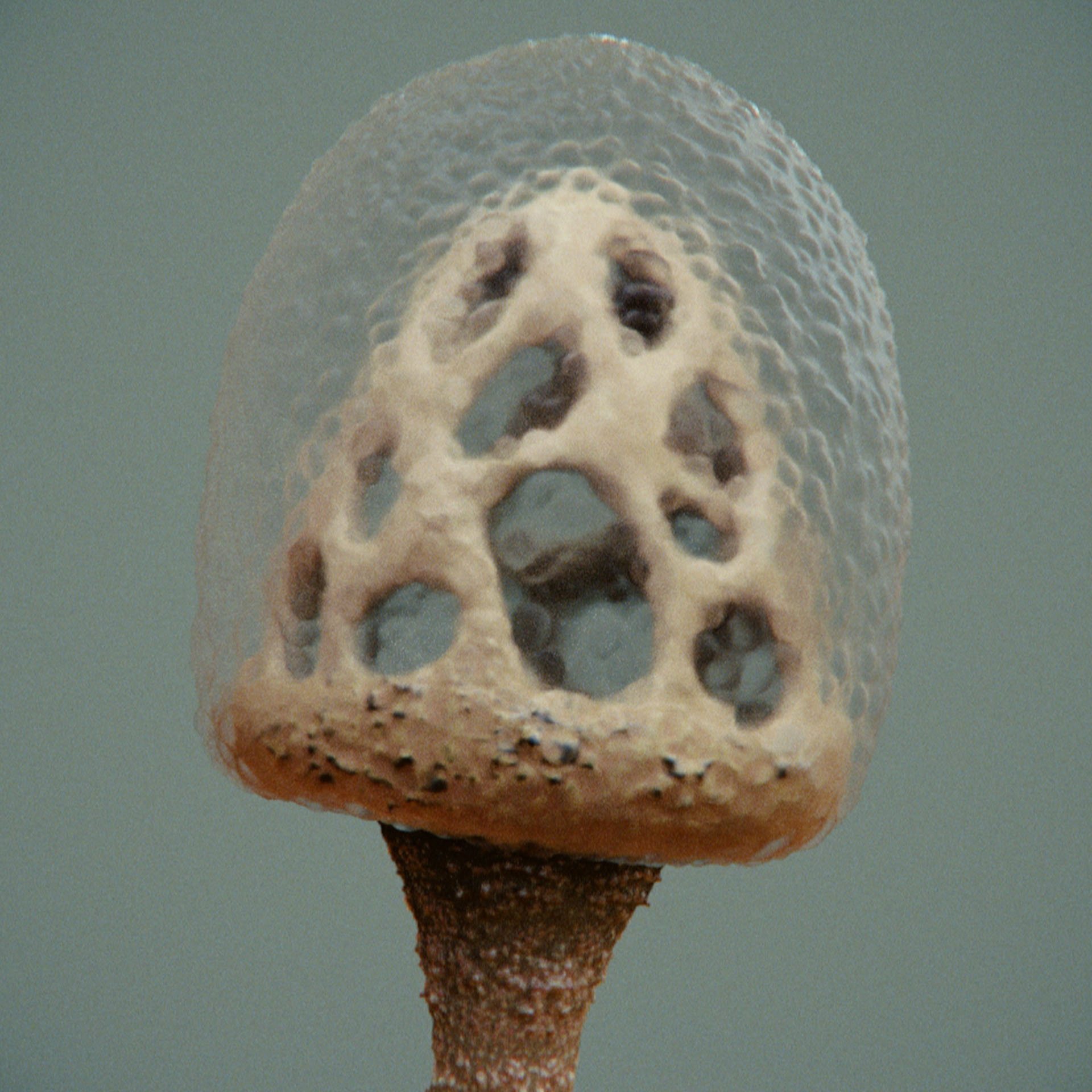SYMBIOSIS — Flora — mushroom 3, variation 1: the world of the SYMBIOSIS VR performance: creatures, characters and flora, character design by Roberto Digiglio