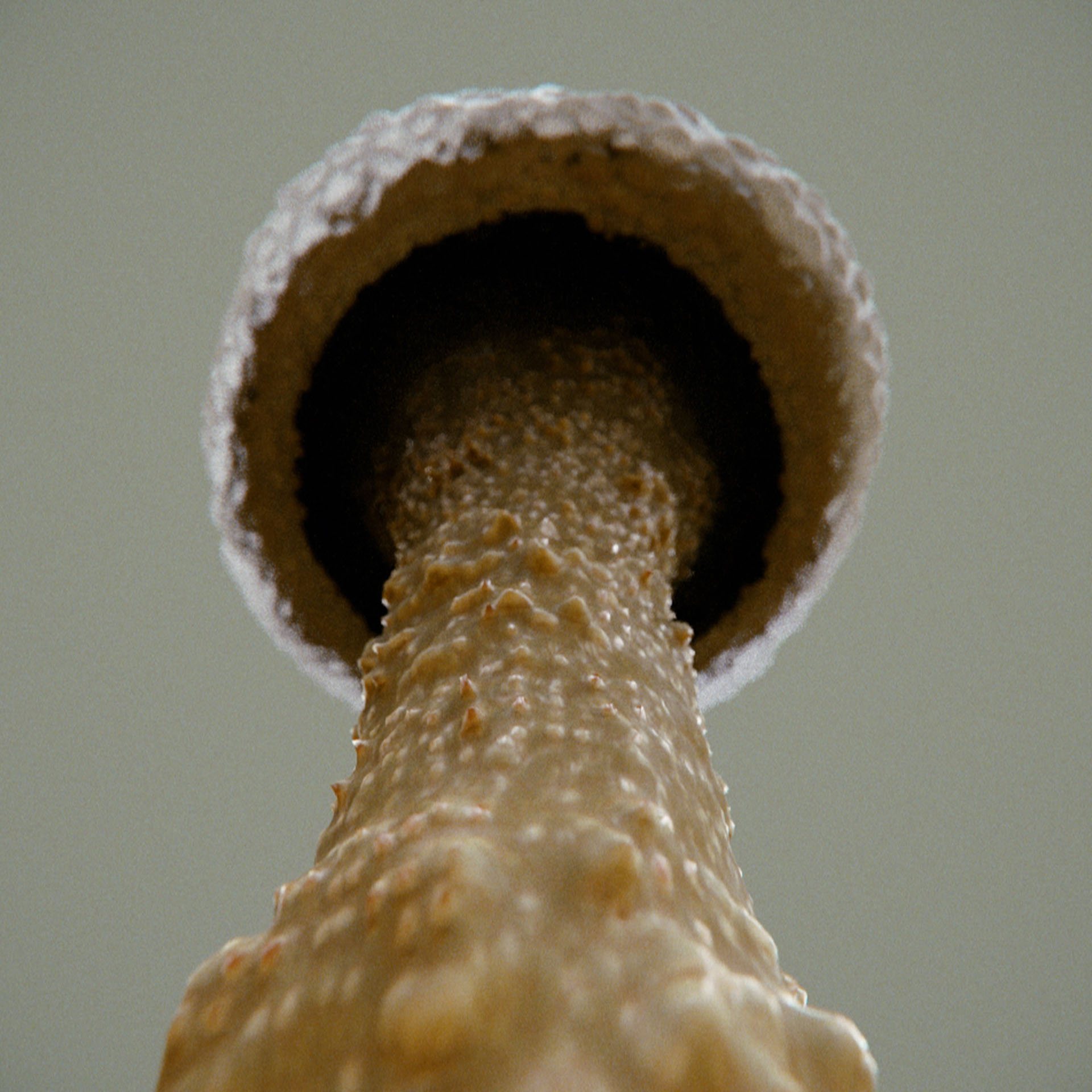 SYMBIOSIS — Flora — mushroom 3, variation 3: the world of the SYMBIOSIS VR performance: creatures, characters and flora, character design by Roberto Digiglio