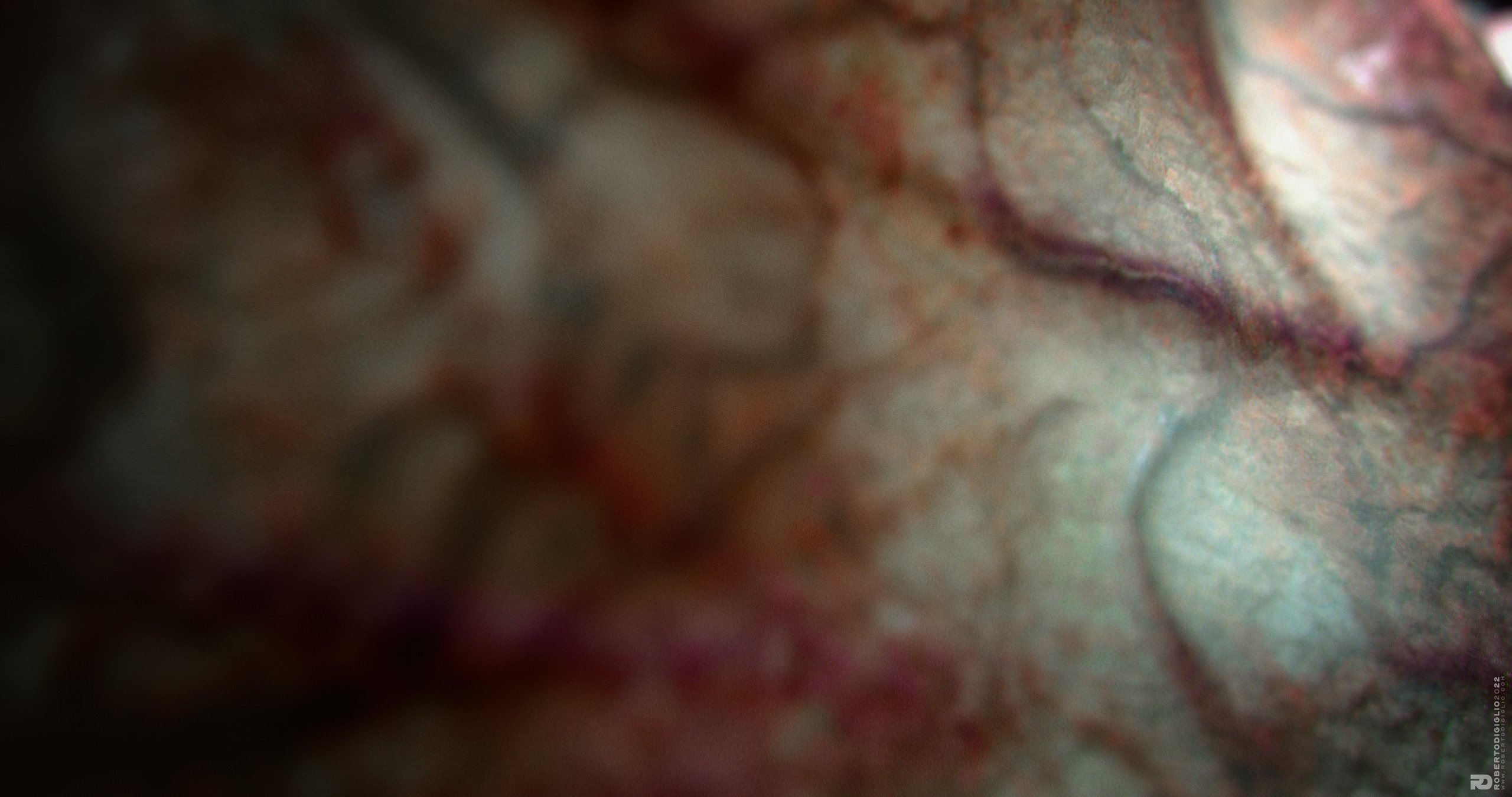 The Magic of Life — image 7: an artificial creature in fetal incubation, creature design by Roberto Digiglio