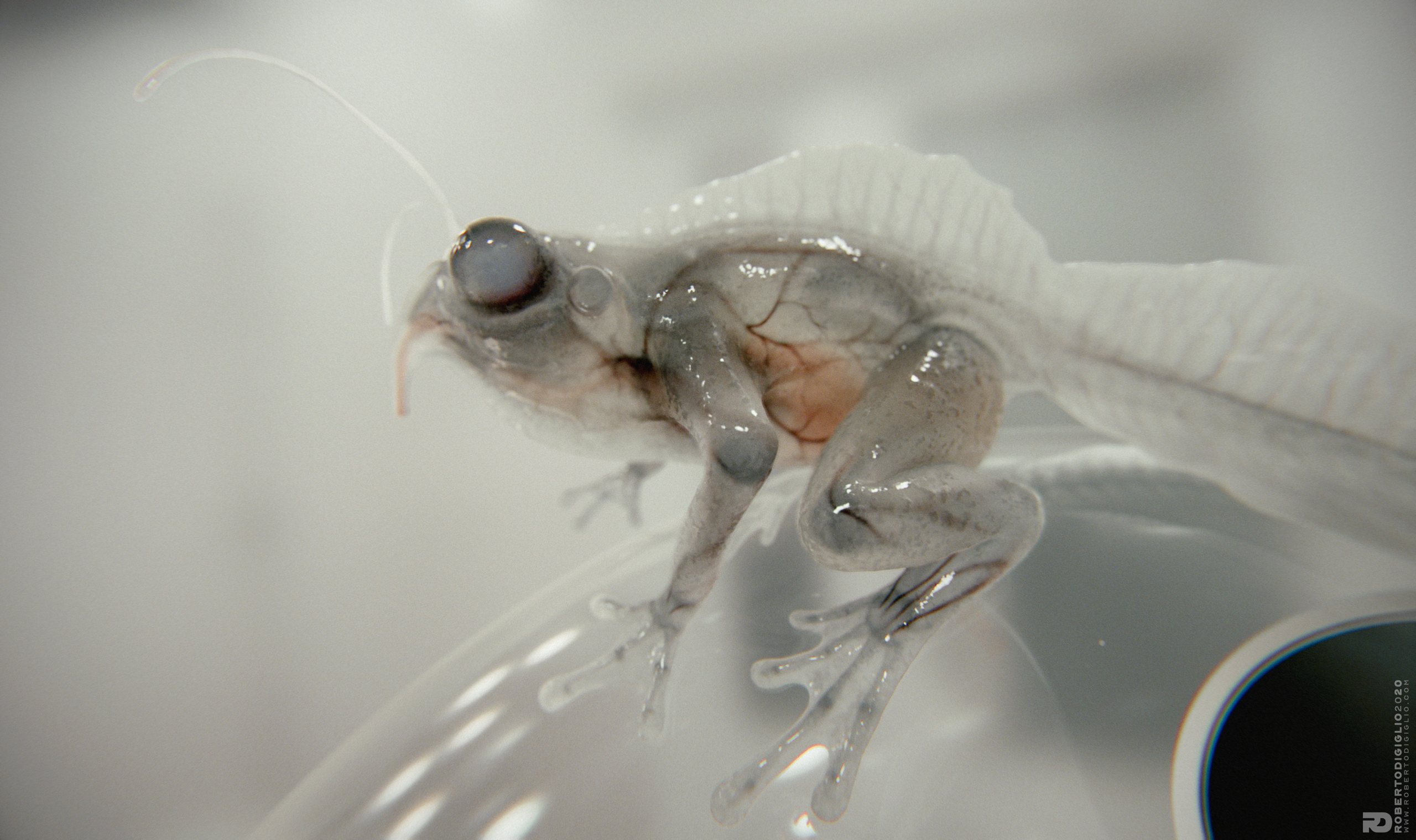 Triturus Profundis — image 3: a transparent-skinned cross between a frog and a newt, creature design by Roberto Digiglio