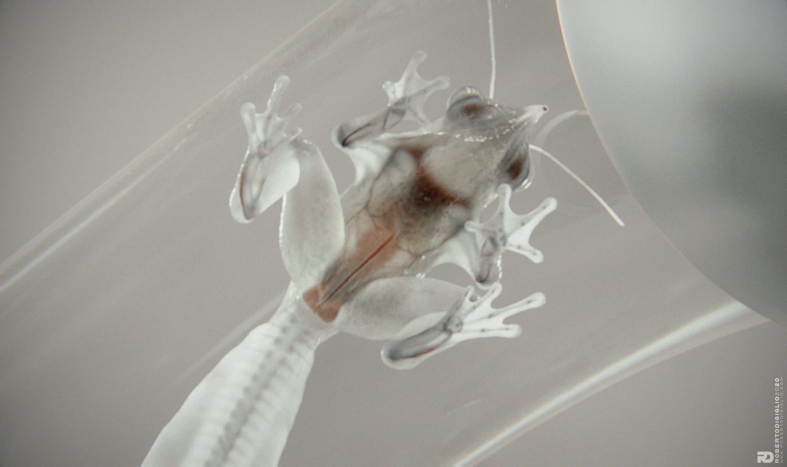 Triturus Profundis — image 5: a transparent-skinned cross between a frog and a newt, creature design by Roberto Digiglio