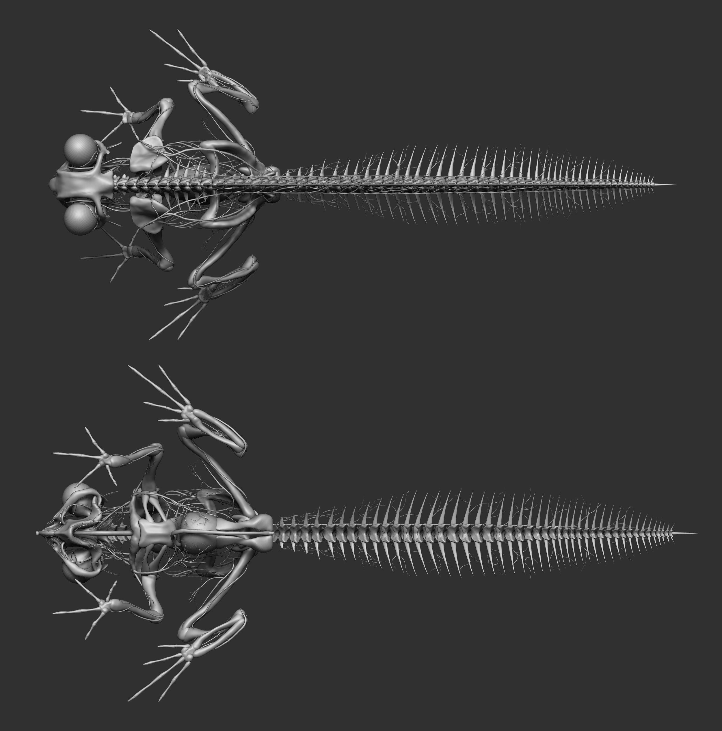 Triturus Profundis — ZBrush sculpt: a transparent-skinned cross between a frog and a newt, creature design by Roberto Digiglio
